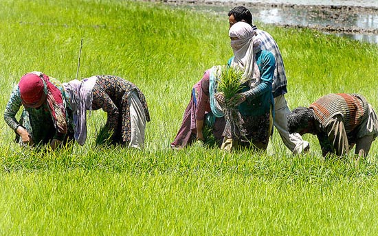 Kashmir Paddy