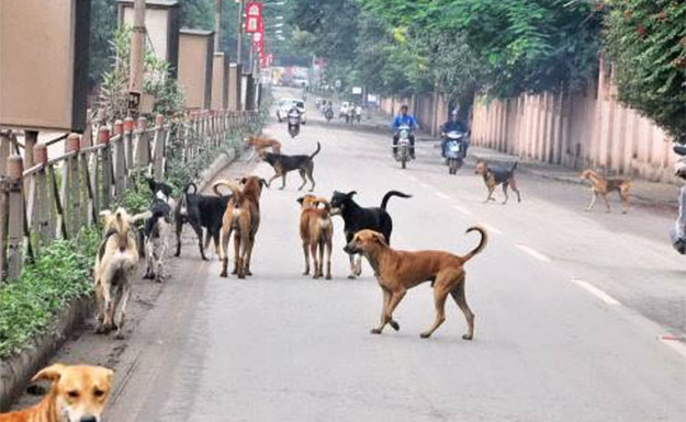 Stray dogs