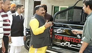 Cow Protectors