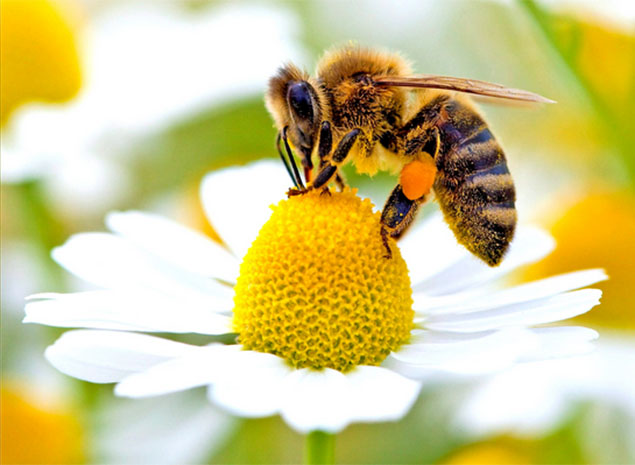 Bee eyesight