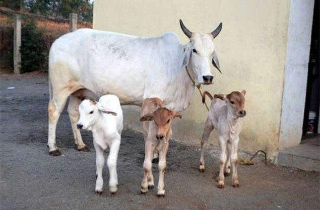 Politics on cow
