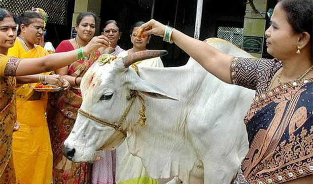 Cow Worship