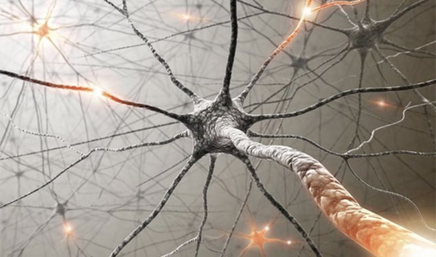 Brain Cells