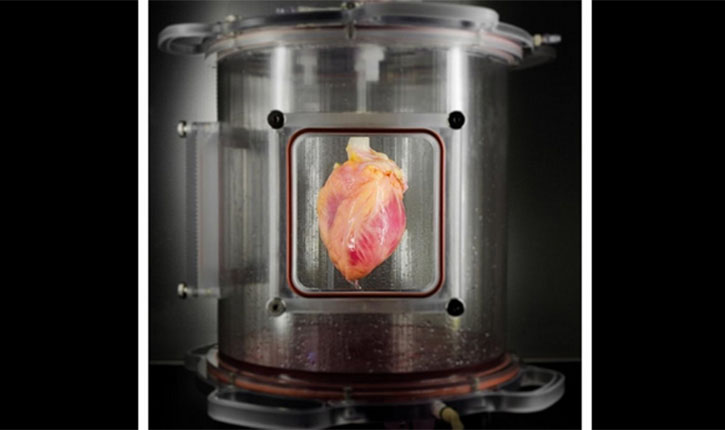 Heart Stem Cells