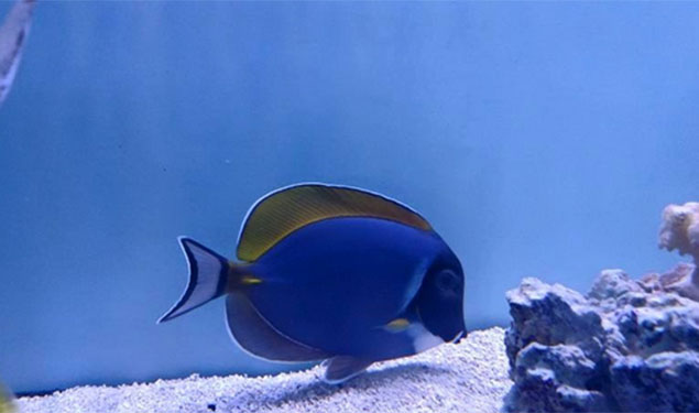 Fish Swallow