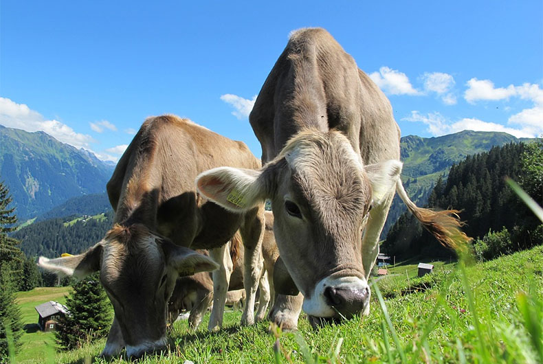 Cow