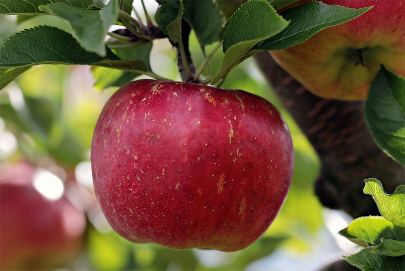 Kashmiri Apple Grower