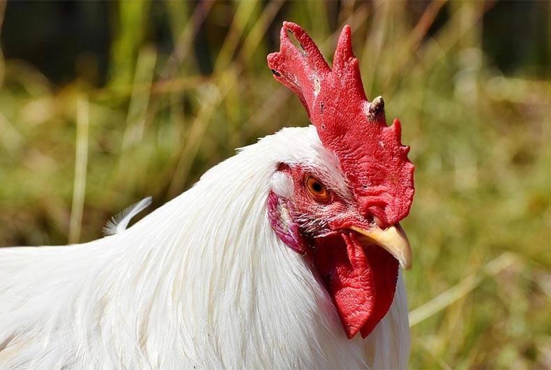 Why Chicken Prices are falling