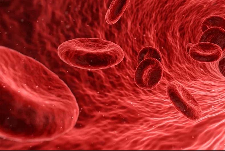 Immune Cells