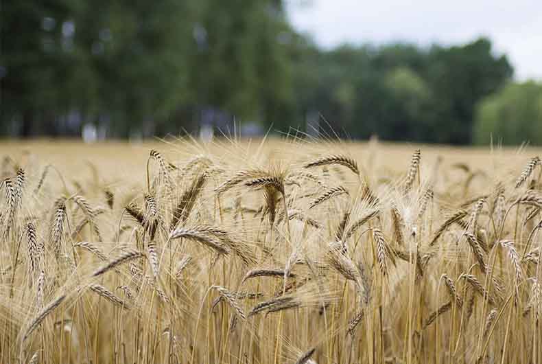 Rice Yield India