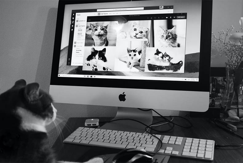 Microsoft Teams usage