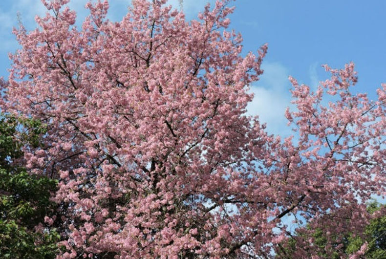 Cherry Blossom