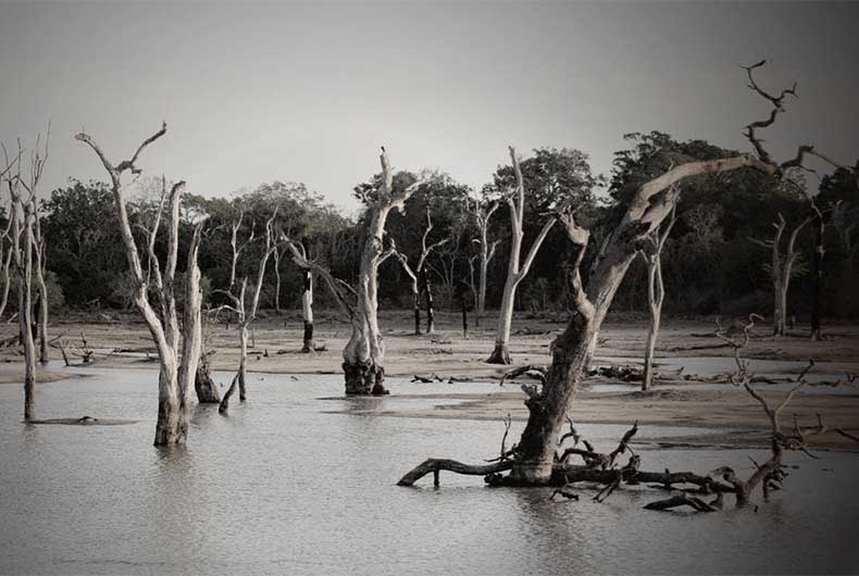 Odisha Flood