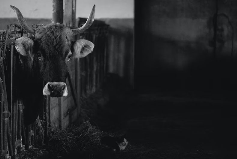 Dead Cows