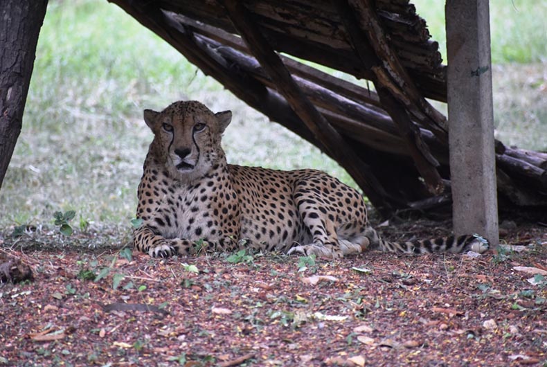 As India welcomes 8 Cheetahs from Namibia, 'Abdullah', 'Hiba' too make news