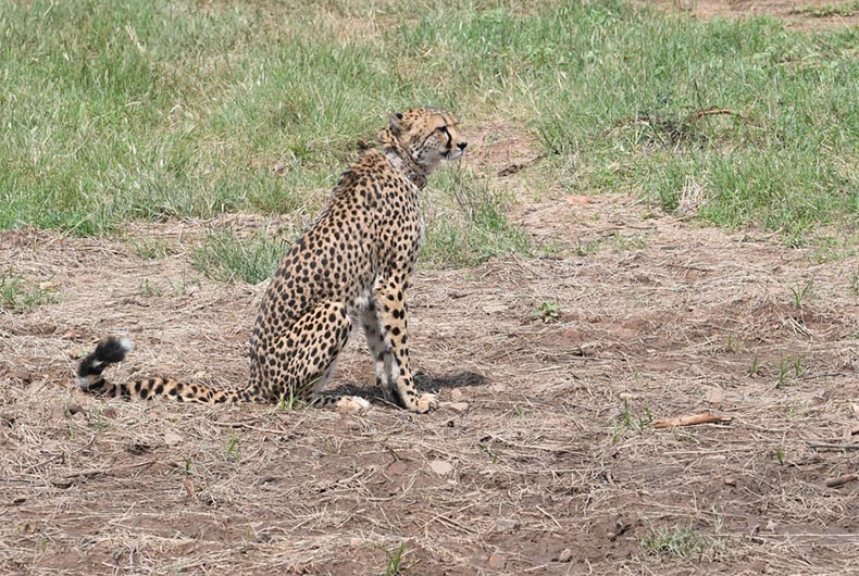 Cheetah