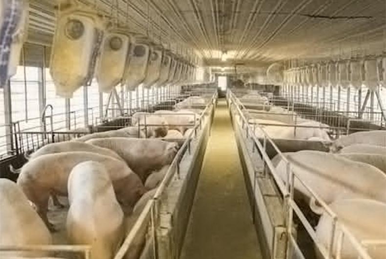 S.Korea to slaughter 7K pigs after reports of new African swine fever