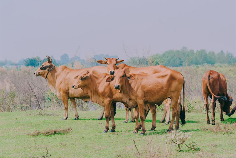 Cow urine unsuitable for human consumption: Research