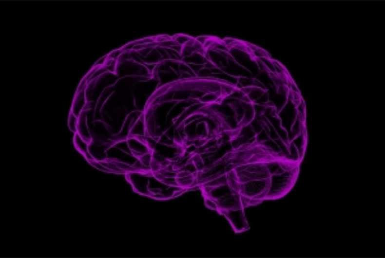 Tick infection affects different cell types in brain: Study