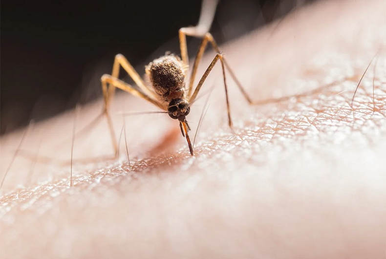 Murray Valley Encephalitis Outbreak: New South Wales on high alert