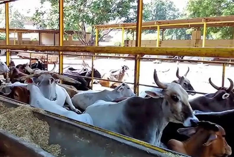 ISKCON Sells Gaushala Cows, Calf to Butchers: BJP MP