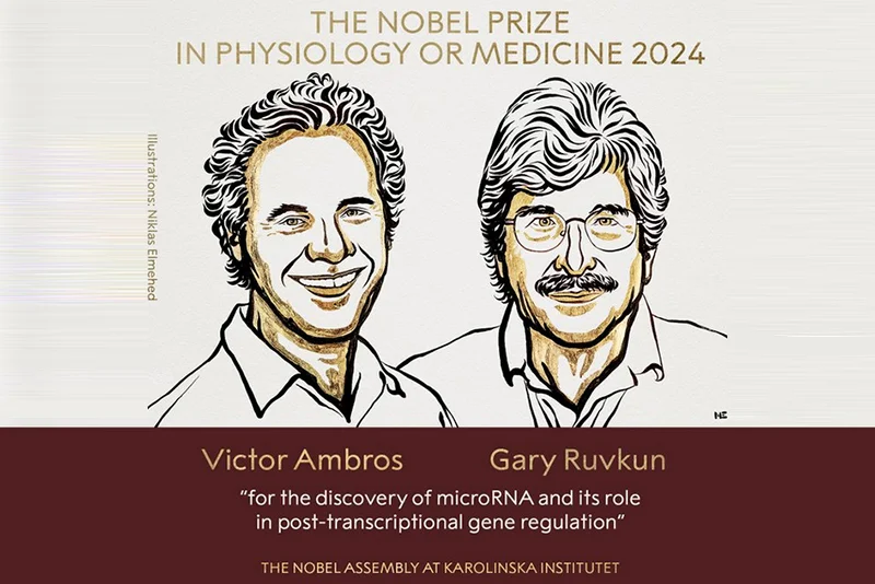 microRNA discovery earns 2024 Nobel for U.S. scientists