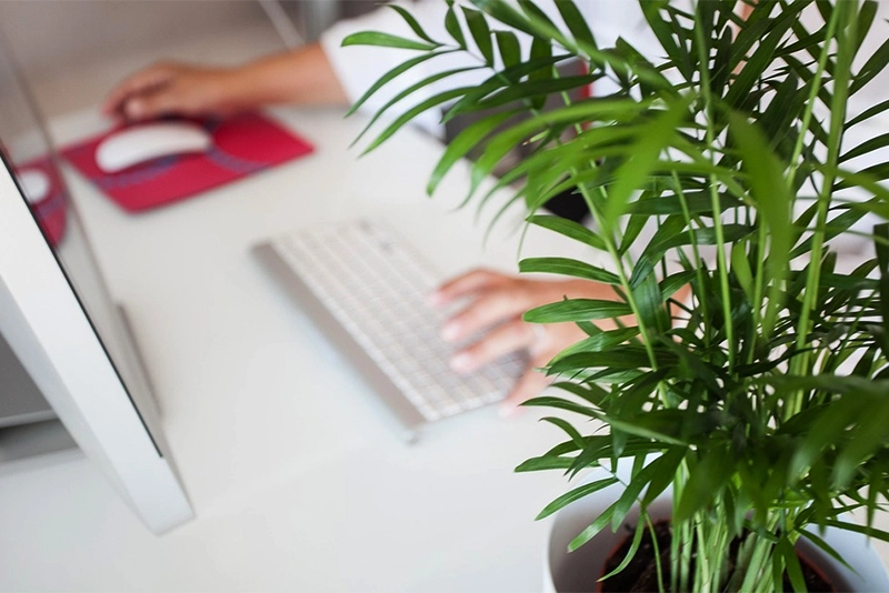 CS Professional, Executive Dec 2024 Result - Direct Link