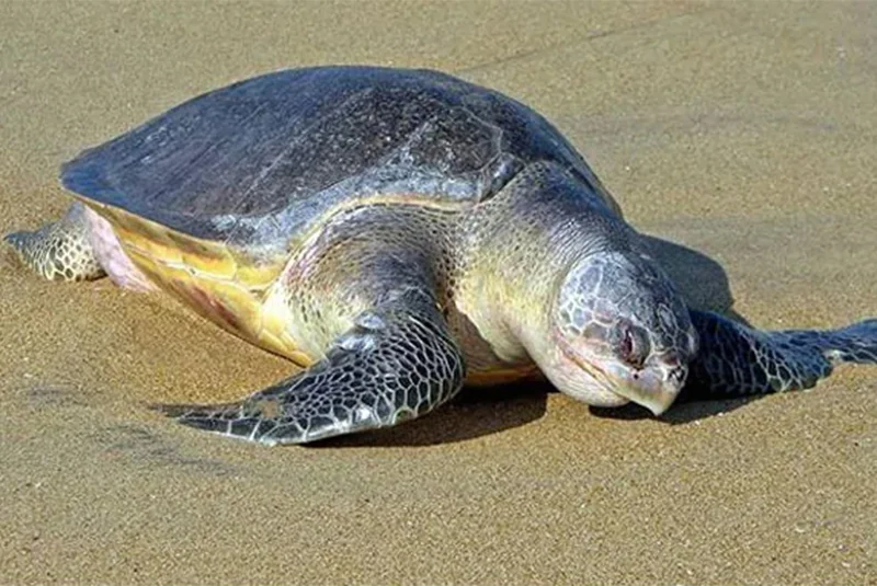 Over 1,000 olive ridley turtles washed ashore dead on Chennai beaches