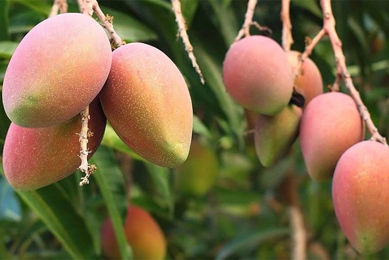 To sweeten ties with India, Yunus sends 1000 kgs of mangoes to Modi