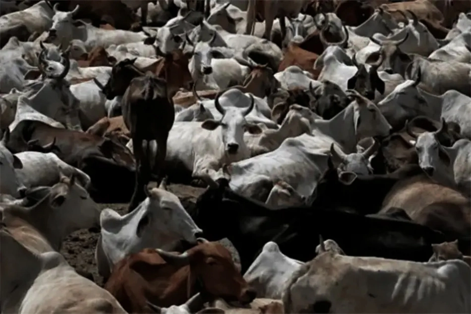 Cow Slaughter: The West Bengal Story